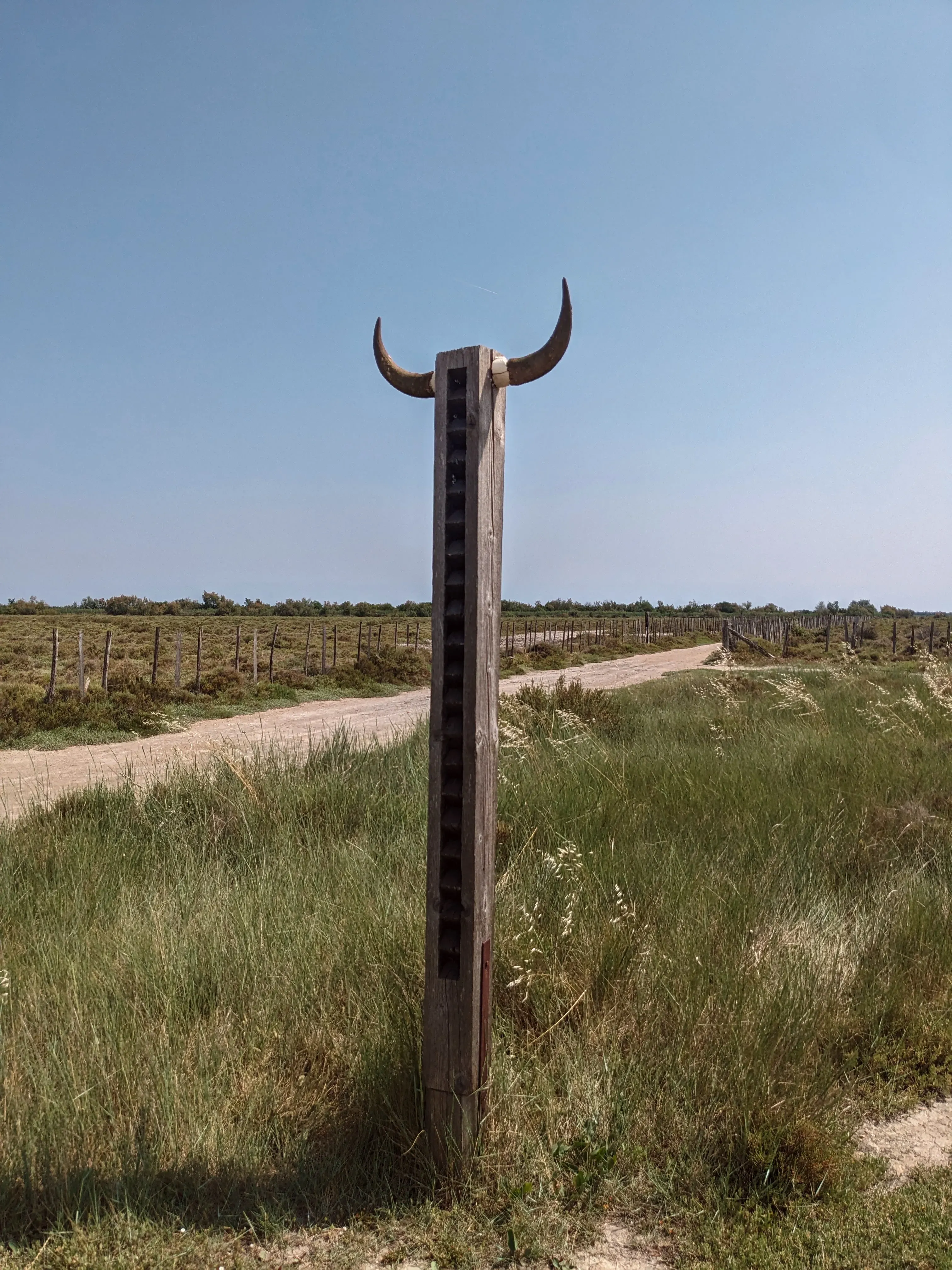 A bull's horns on a post at the Camargue